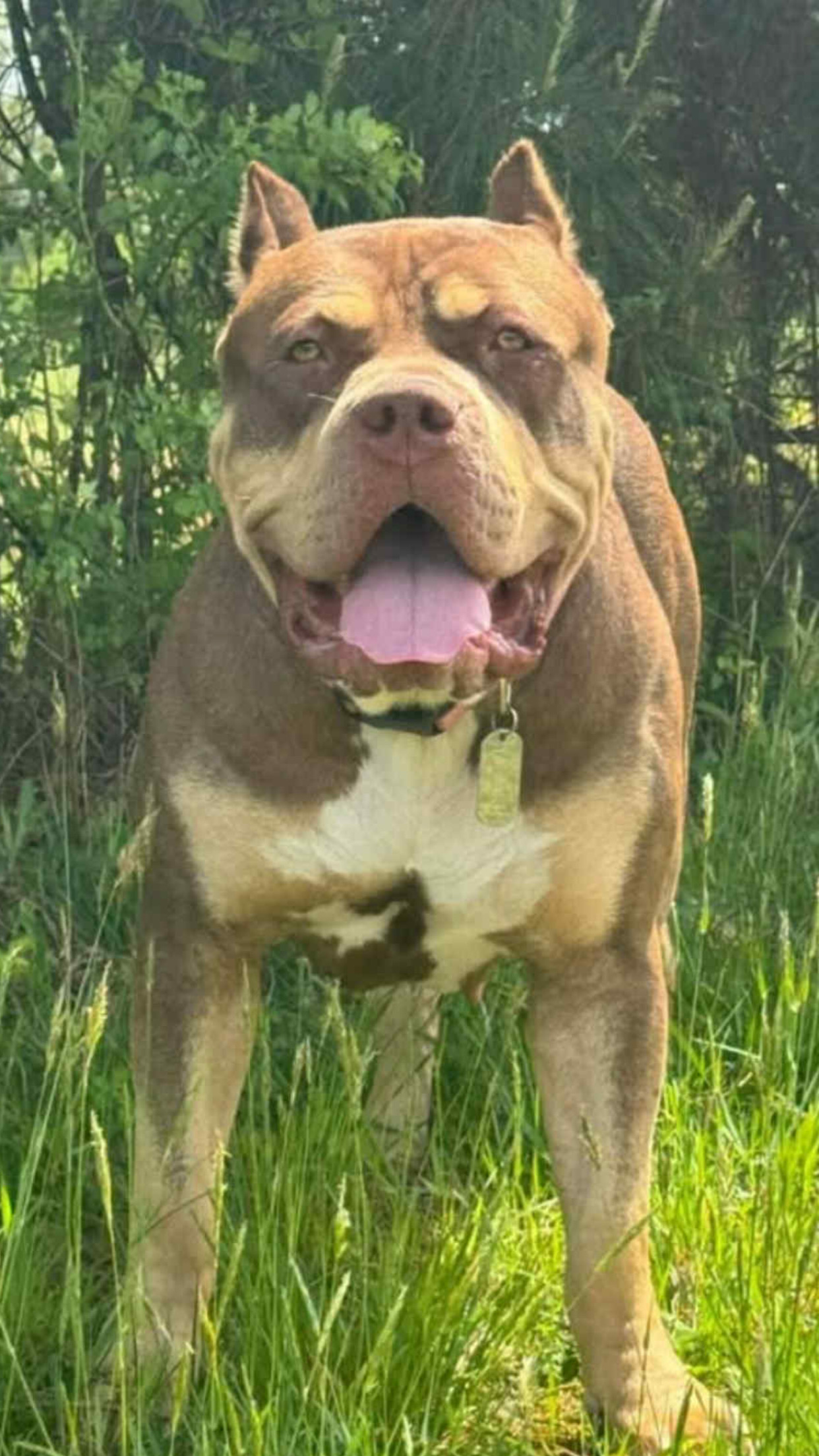 Dog Featured Image
