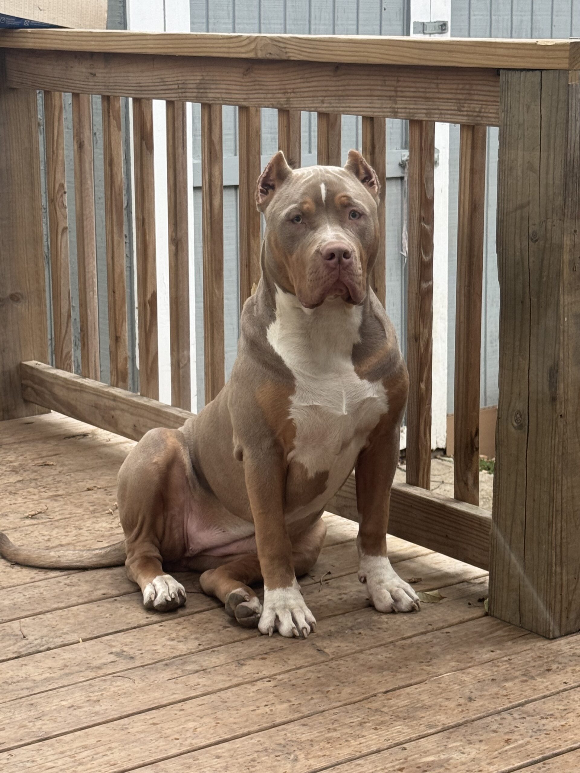 Dog Featured Image