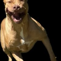 Bayoubloods Macho