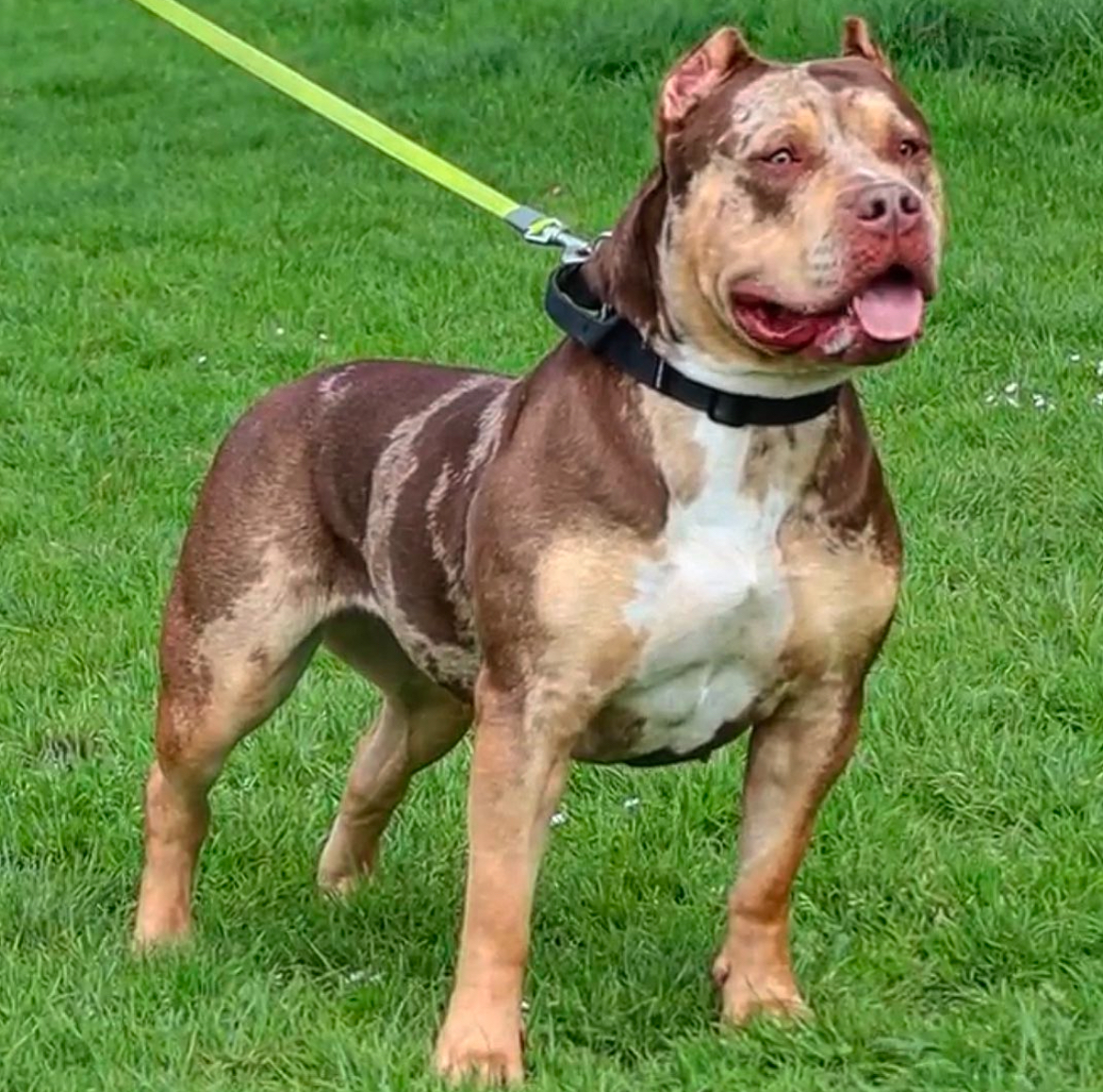 Dog Featured Image