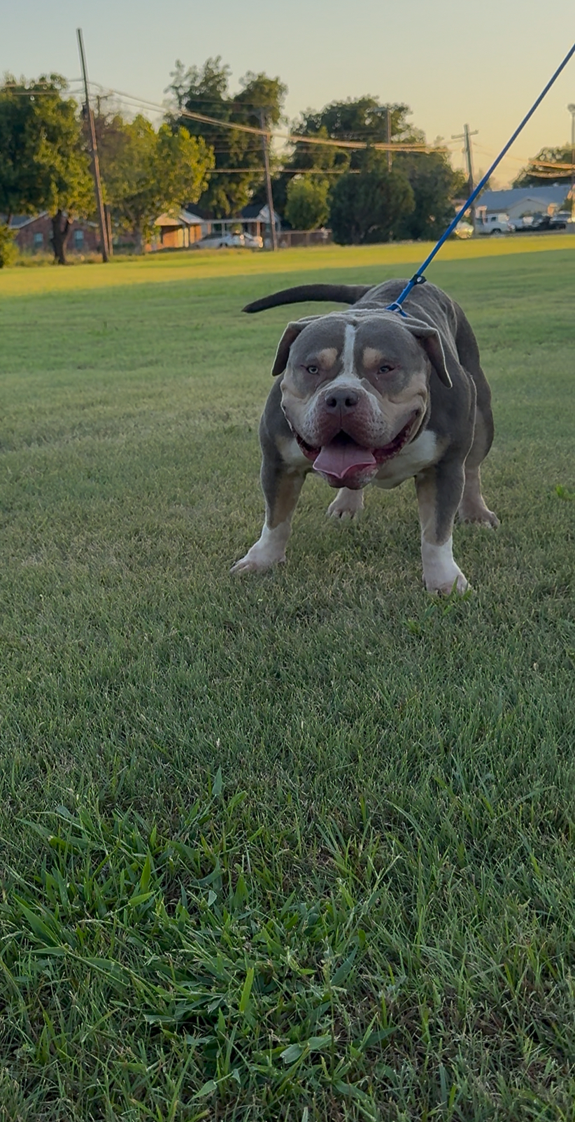 Dog Featured Image