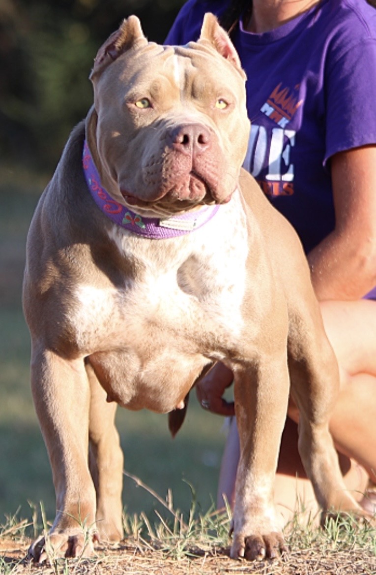 Dog Featured Image