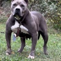 Dog Featured Image