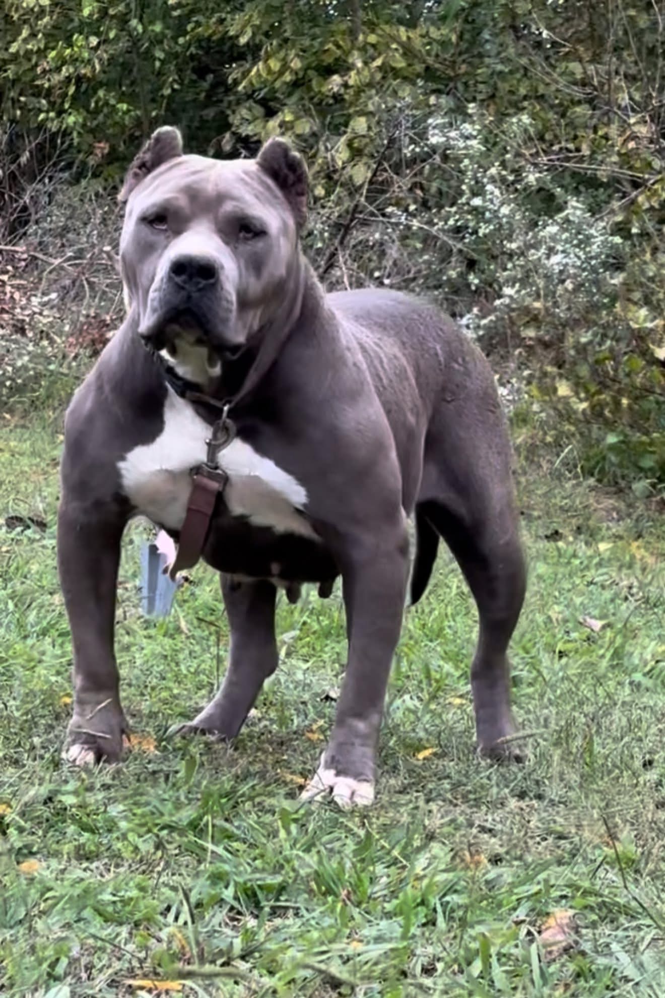 Dog Featured Image