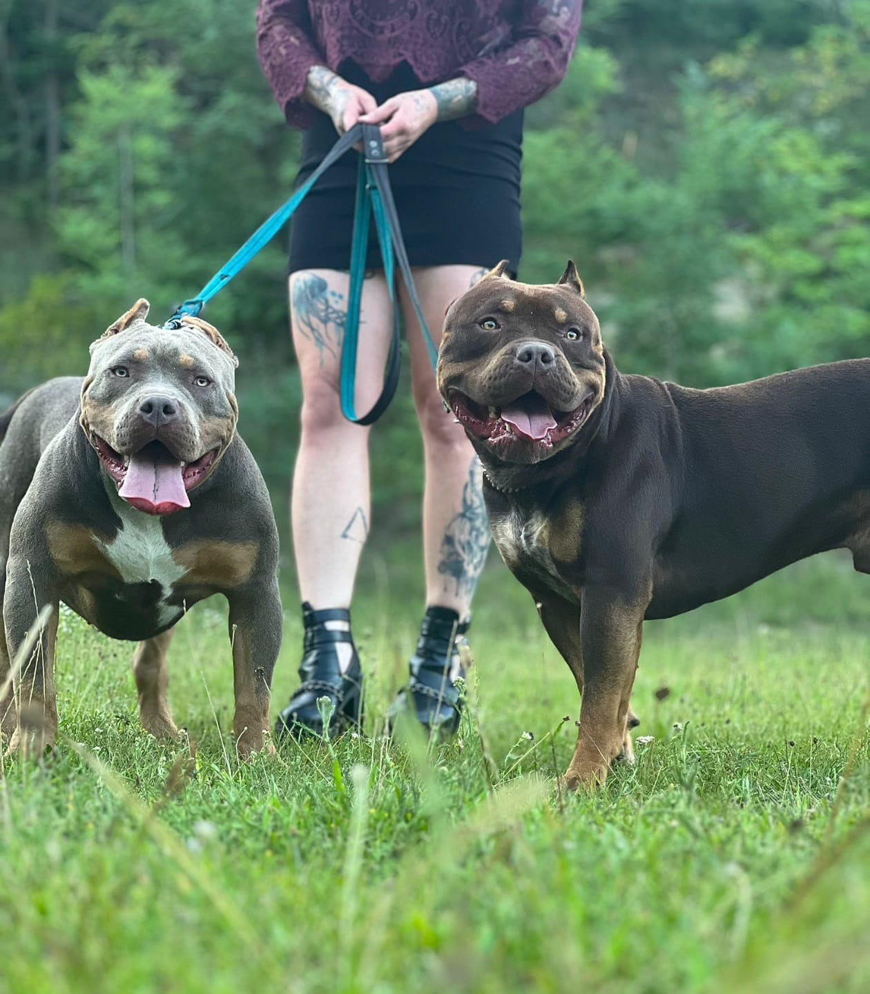 Dog Featured Image