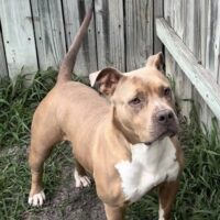 LOS SANTOS KENNEL Stella