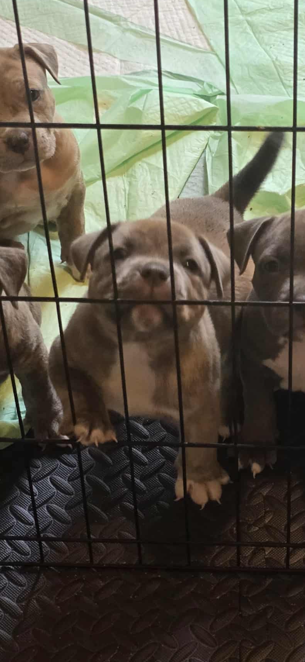 Dog Featured Image