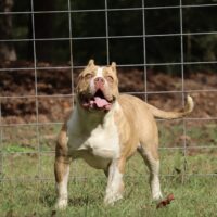 Probulls King of the Busters