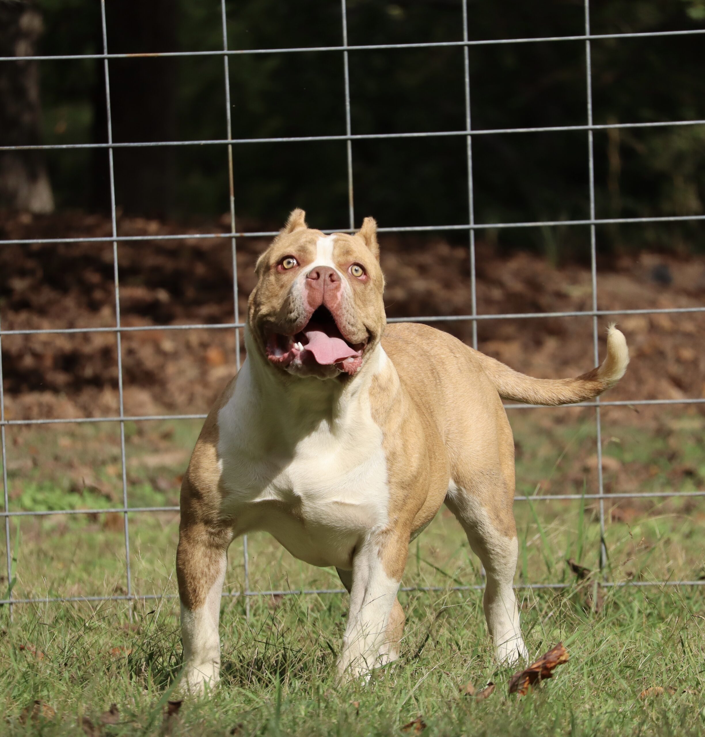Dog Featured Image