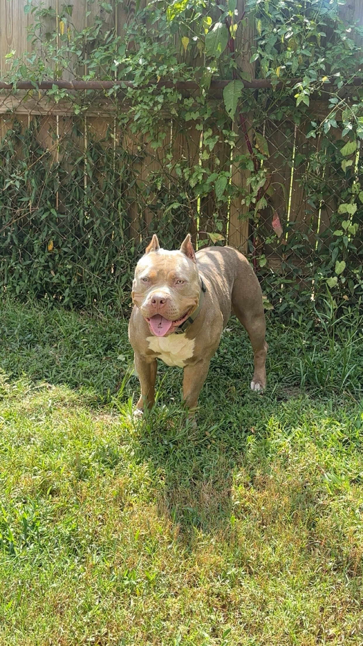 Dog Featured Image