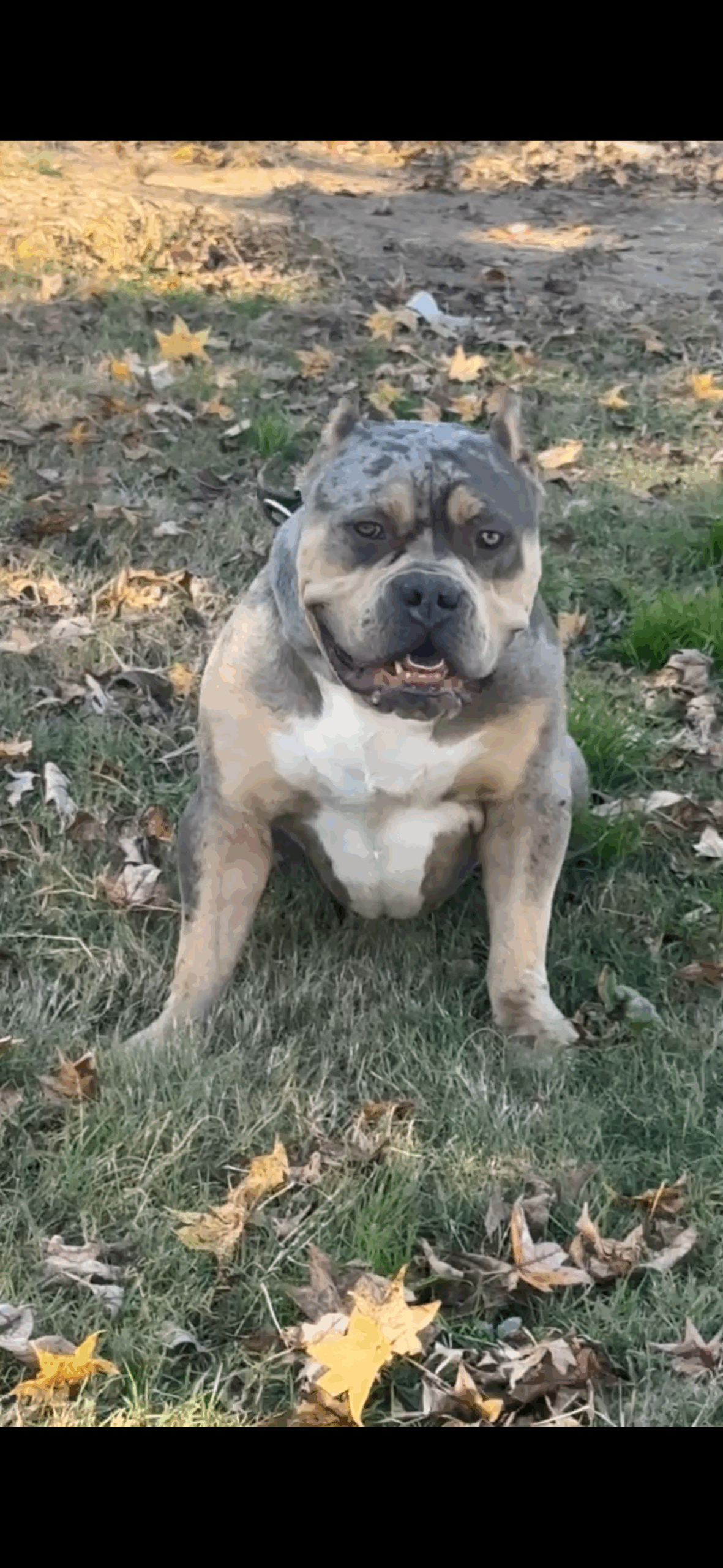 Dog Featured Image