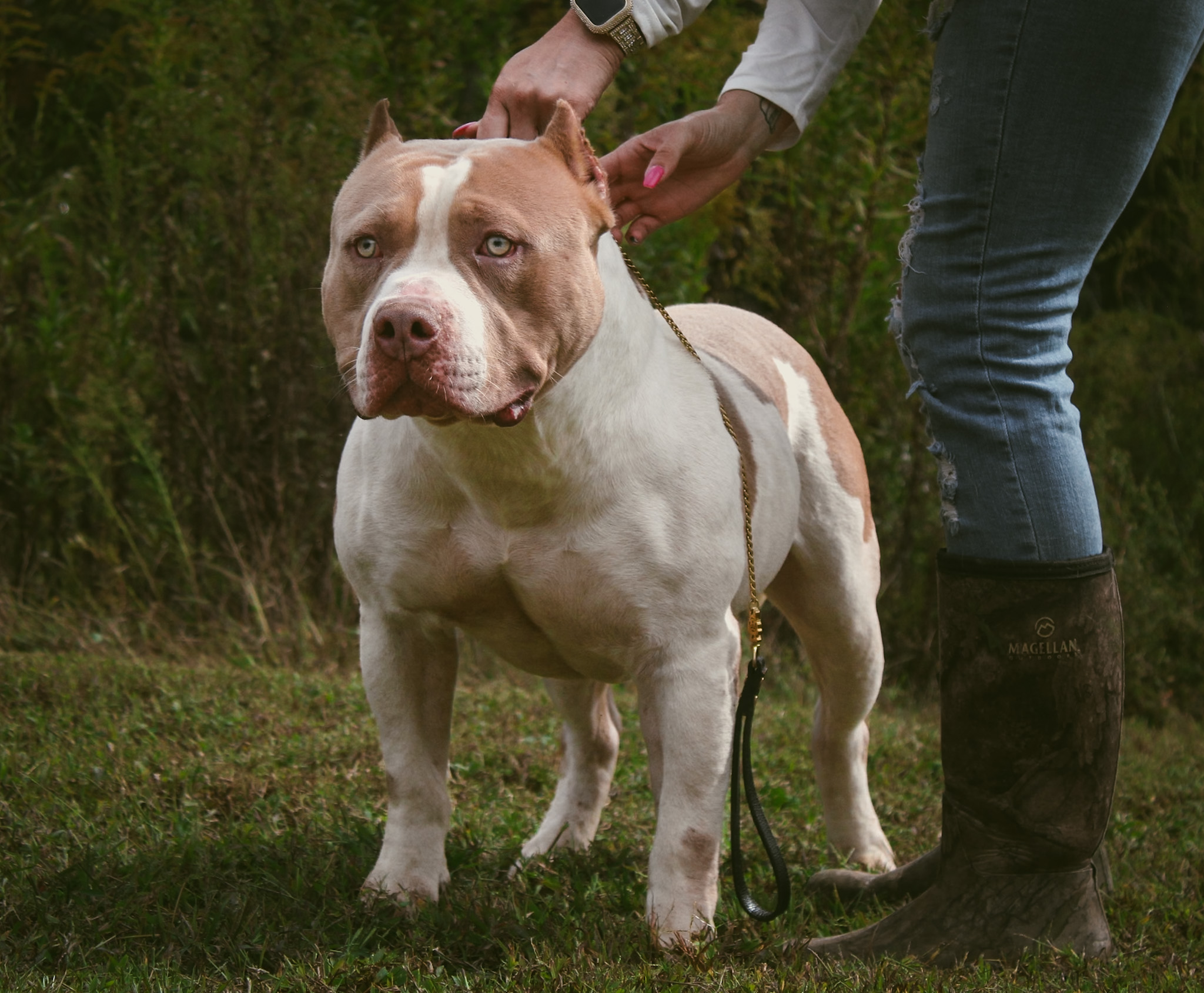 Dog Featured Image