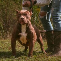 Samba’s Rhajni of 27 Bullies