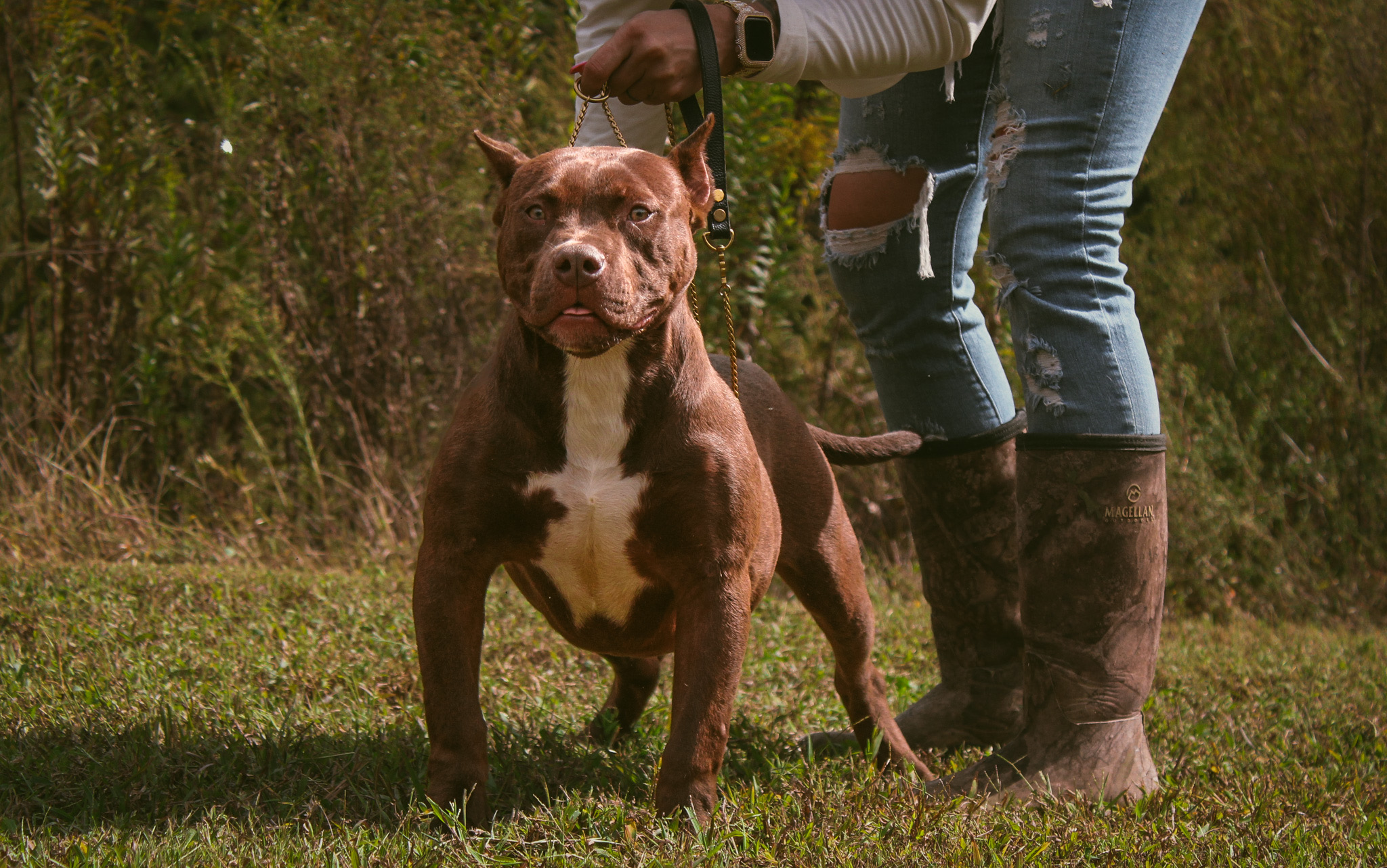 Dog Featured Image