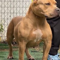 LB AZULA OF Caribbean Bullies