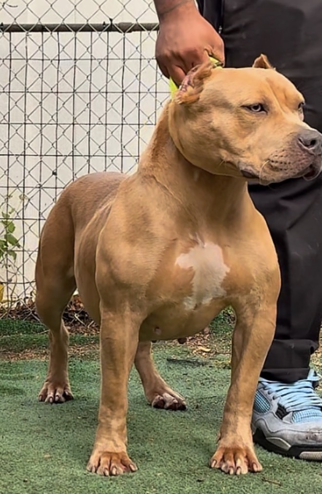 Dog Featured Image