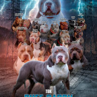 Tiger Bully Kennel Puff Daddy South