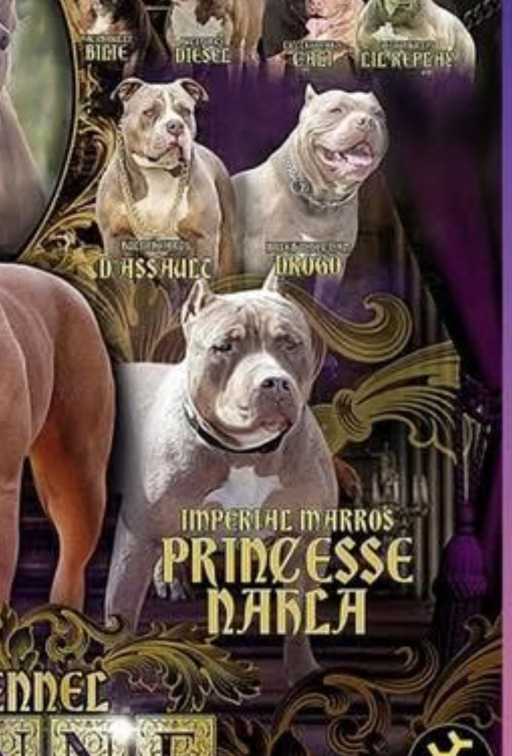 Dog Featured Image