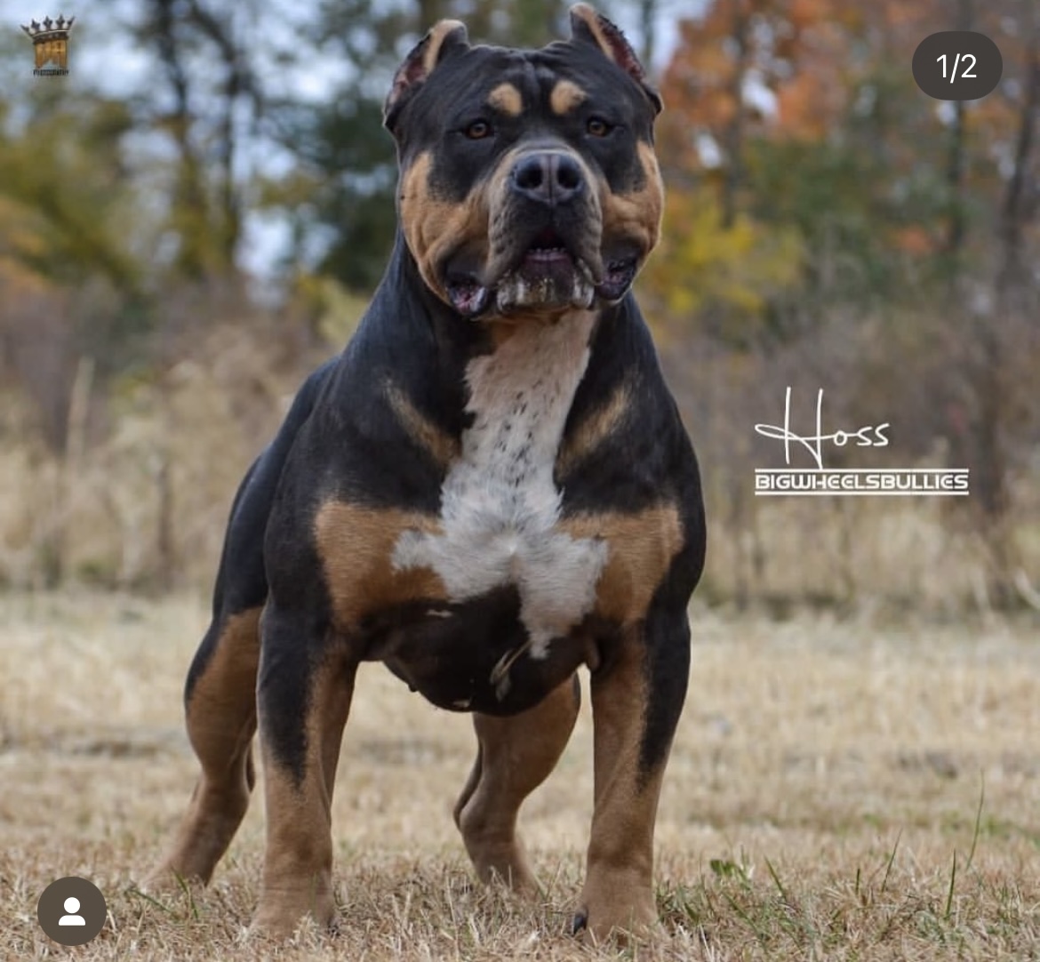 Dog Featured Image