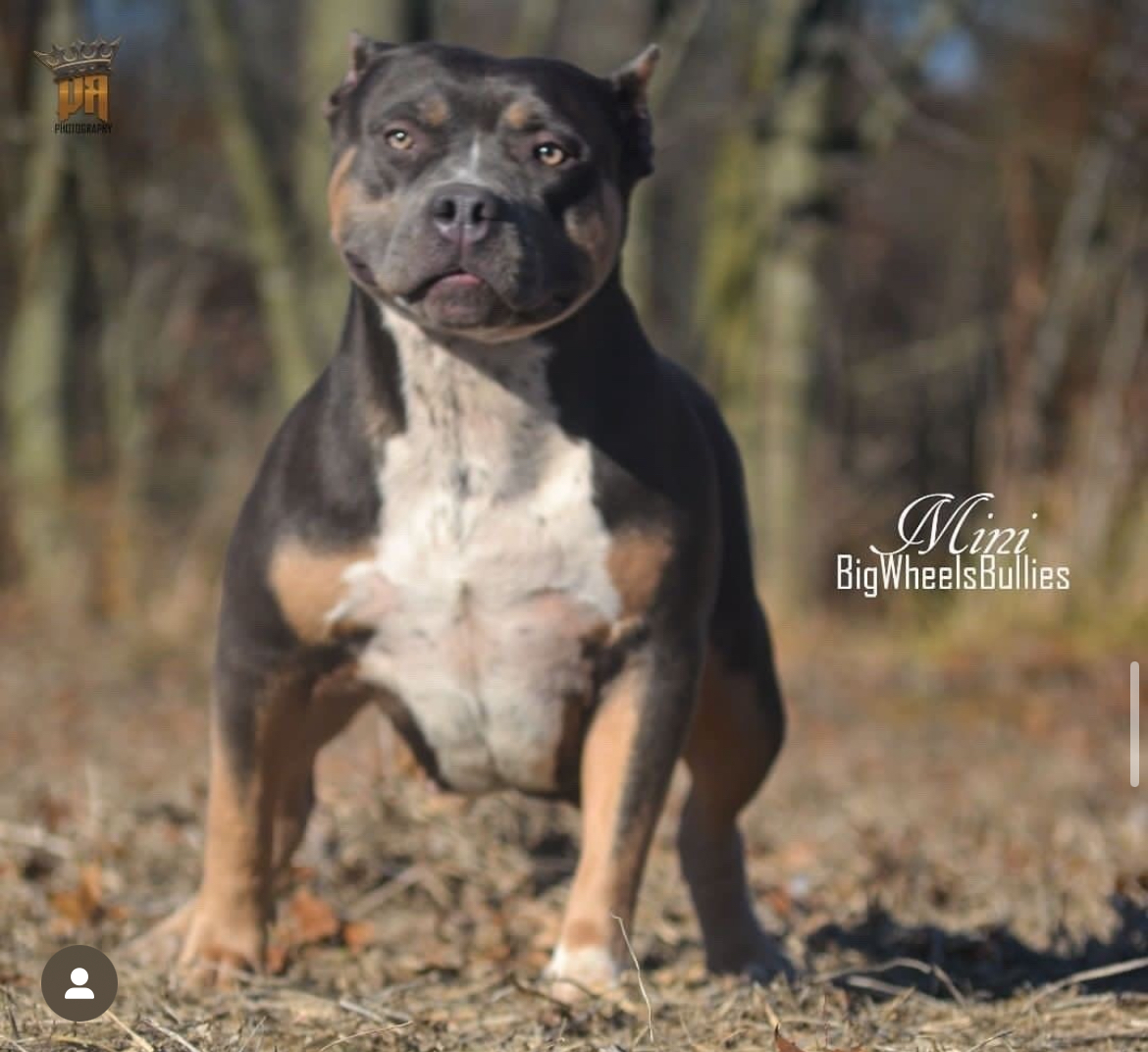 Dog Featured Image