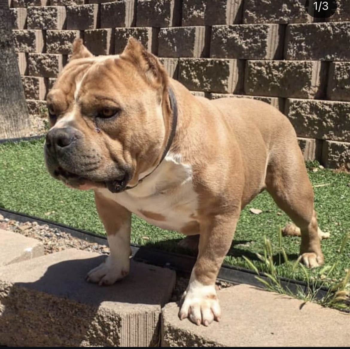 Dog Featured Image