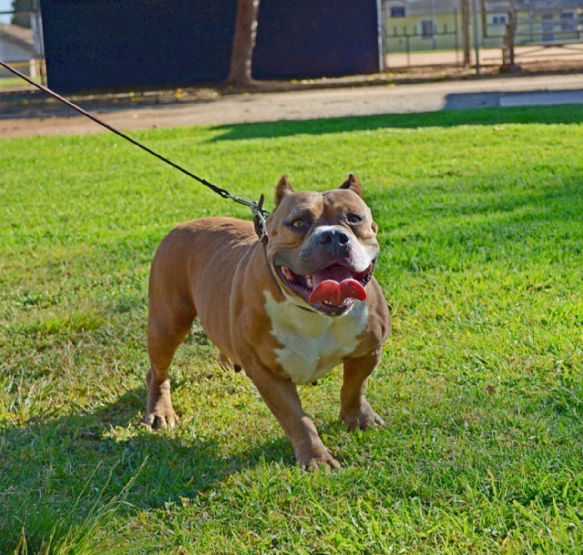 Dog Featured Image