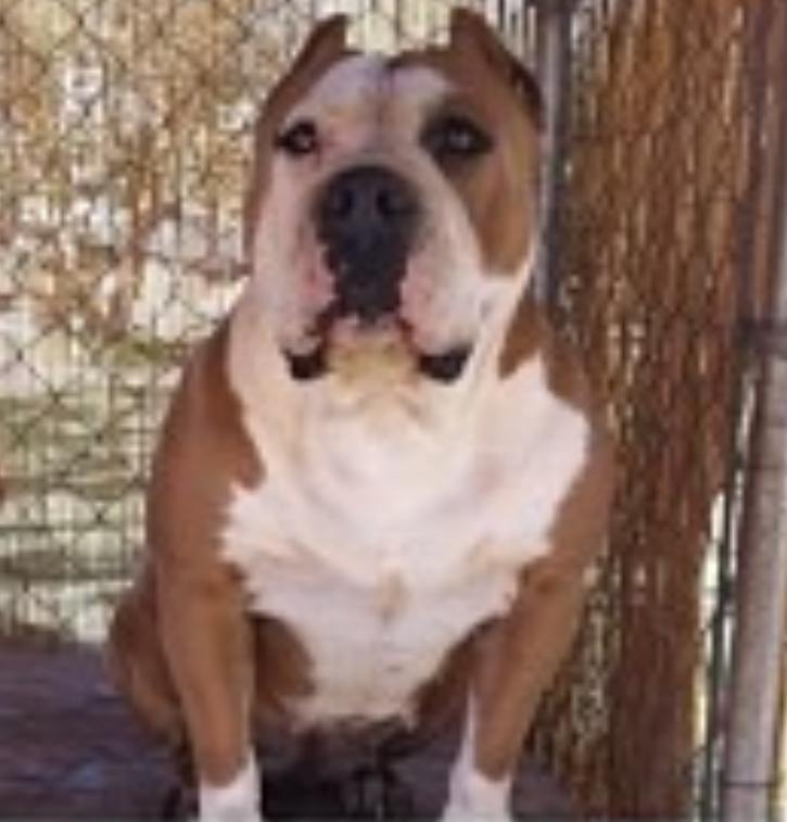 Dog Featured Image