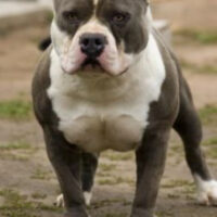 BIG D-BO OF MYSTYLE BULLIES