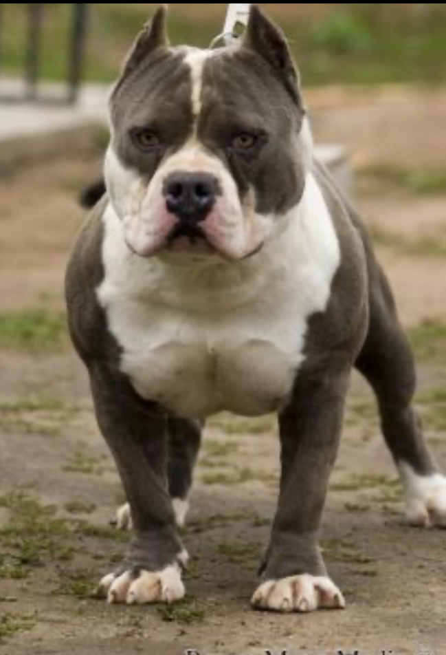 Dog Featured Image
