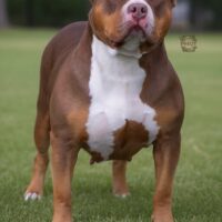 Mazikeen Goldsline