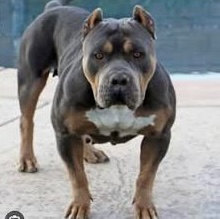 Dog Featured Image