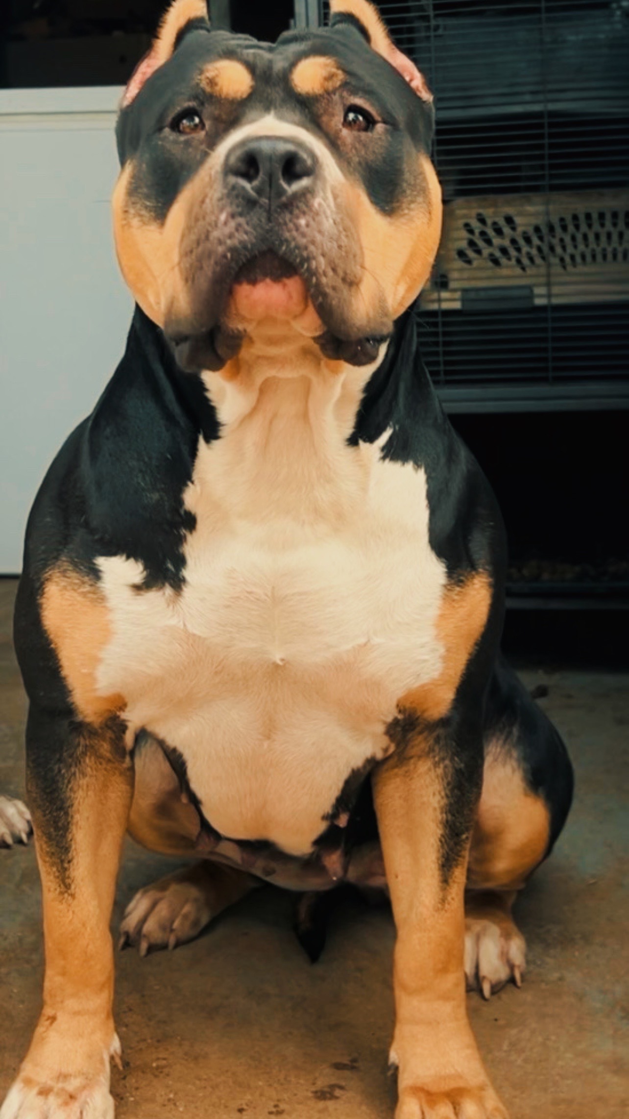 Dog Featured Image