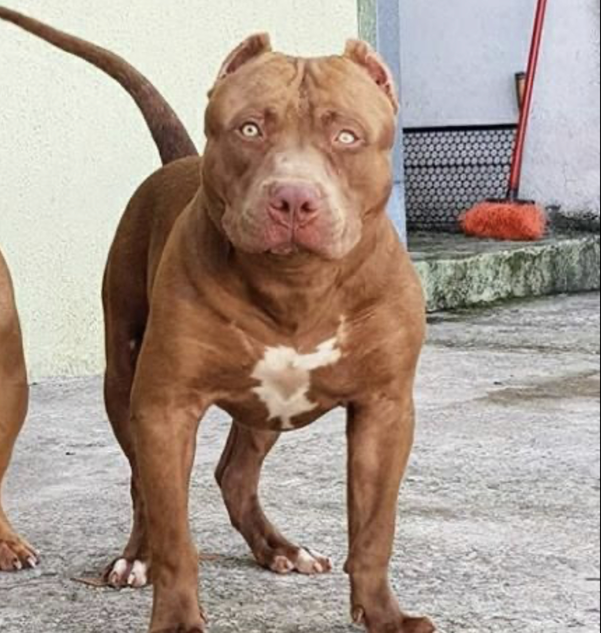 Dog Featured Image