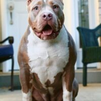 BlueYardBullies Kali