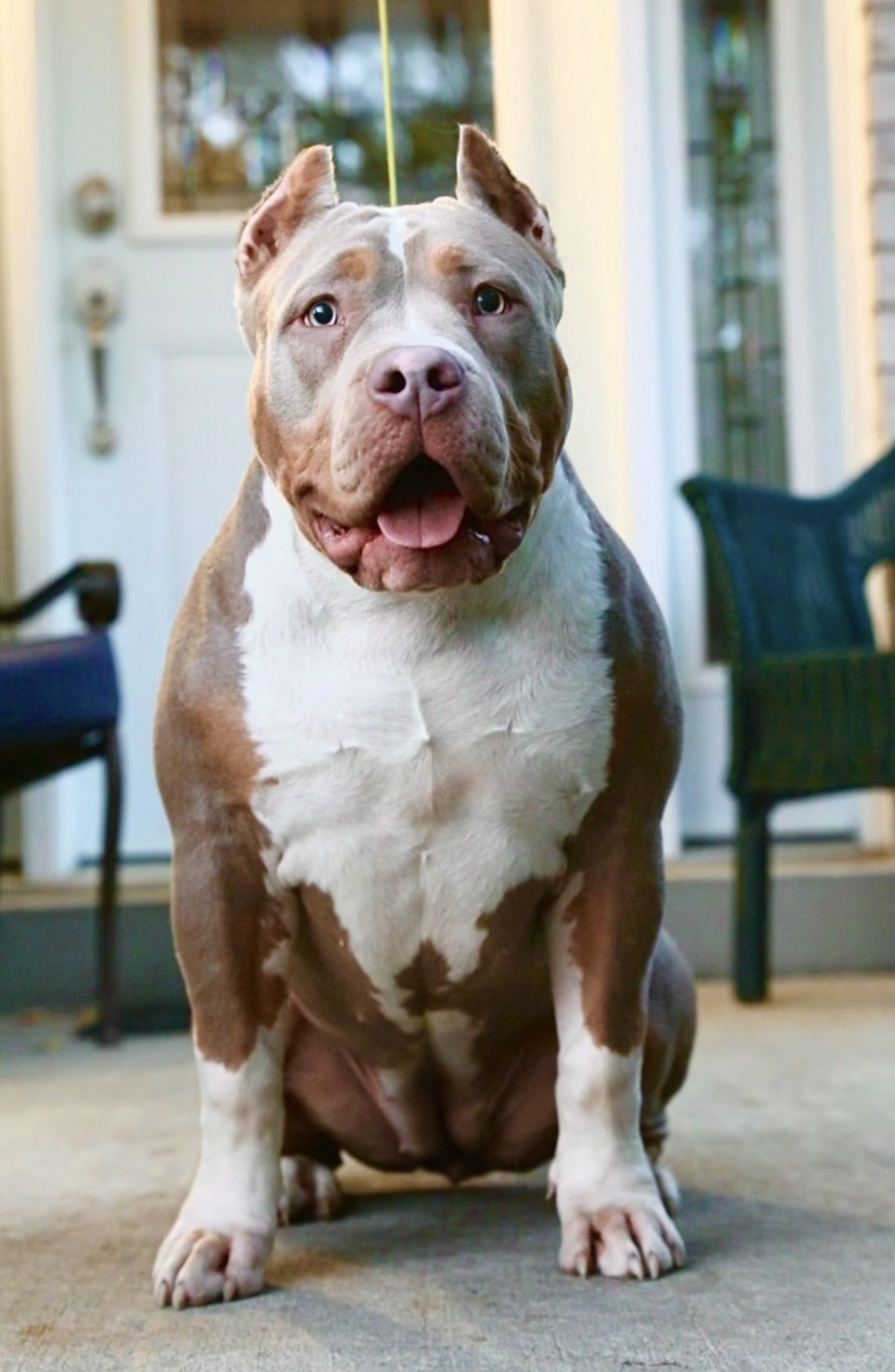 Dog Featured Image