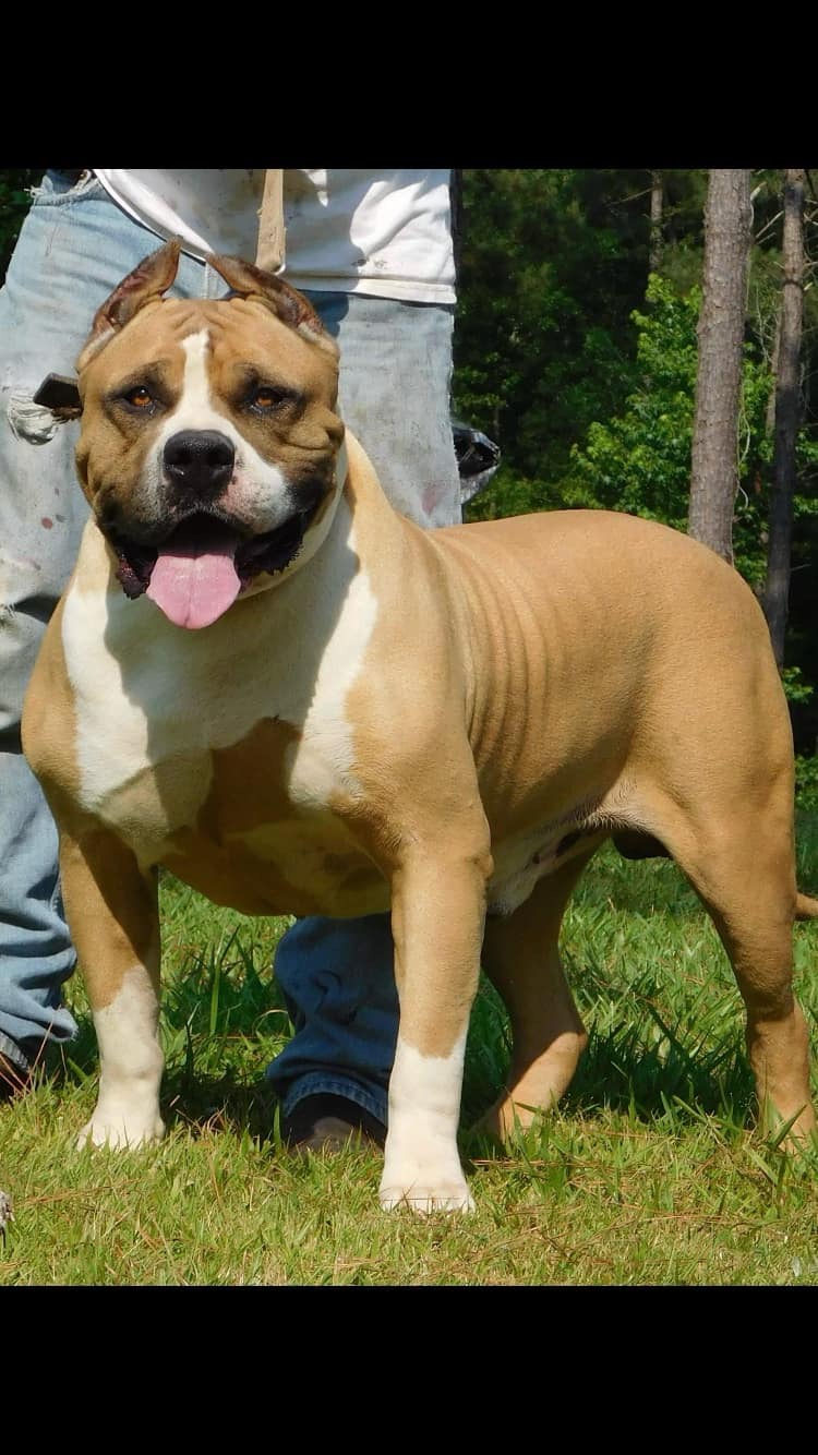 Dog Featured Image