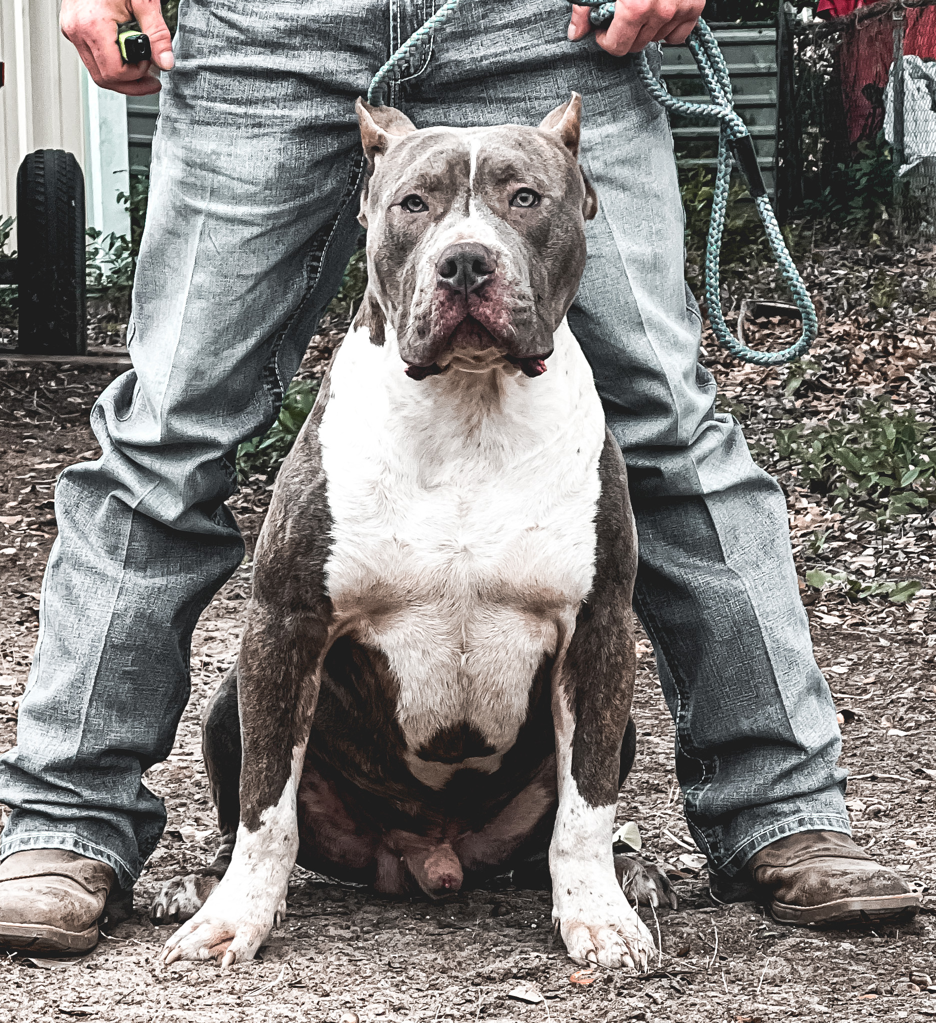 Dog Featured Image