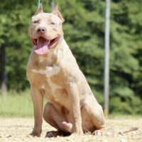 SBx3 Draco