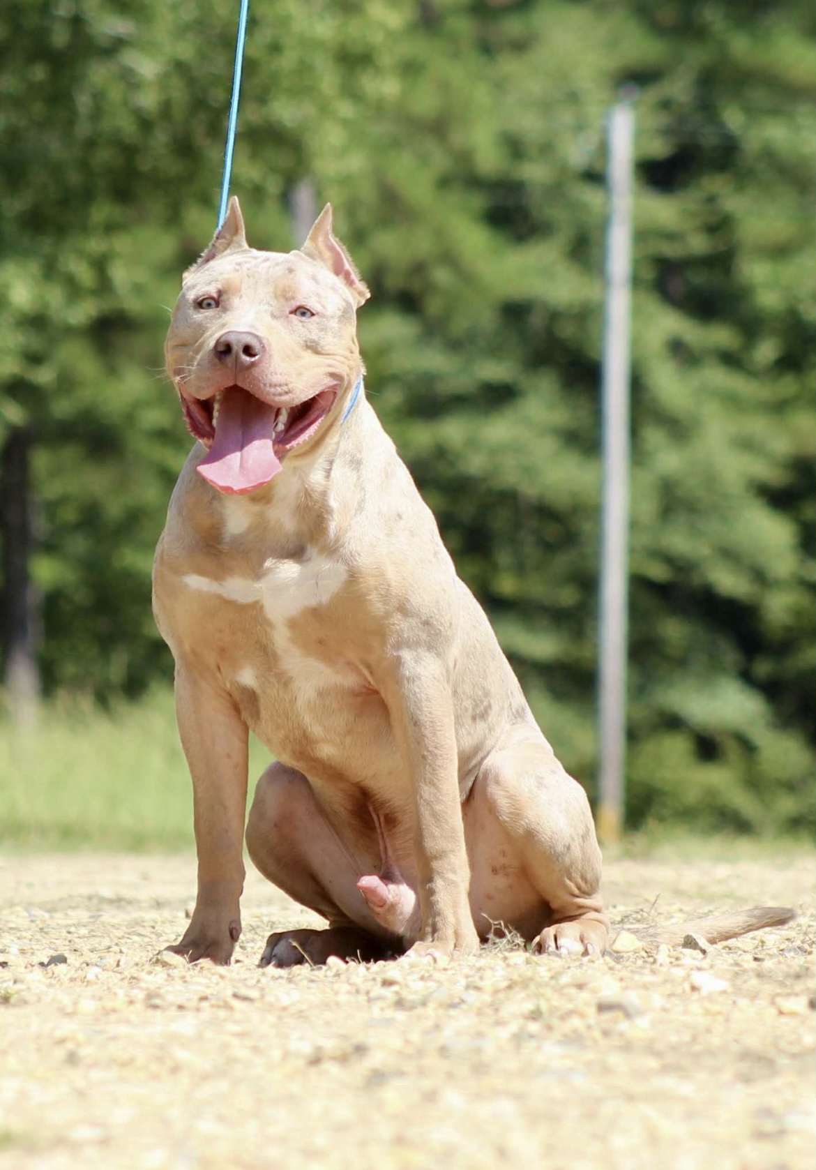 Dog Featured Image