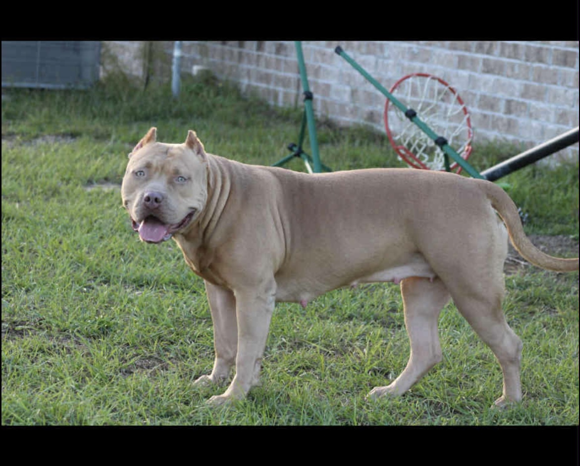Dog Featured Image