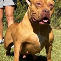 Dog Featured Image