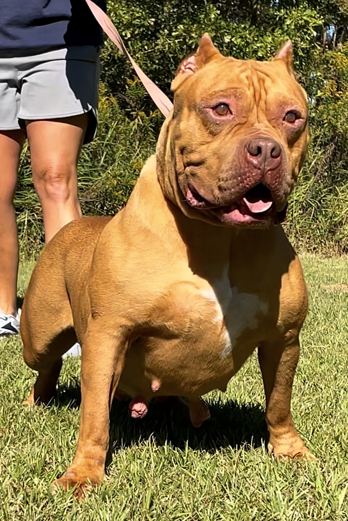 Dog Featured Image
