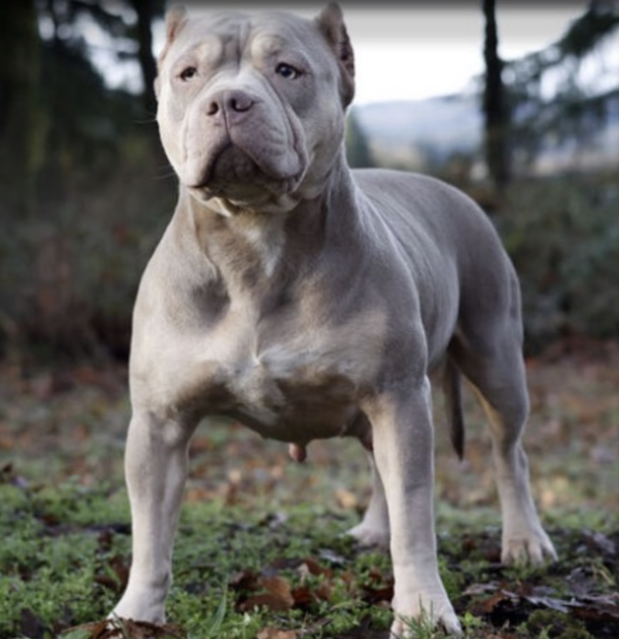 Dog Featured Image