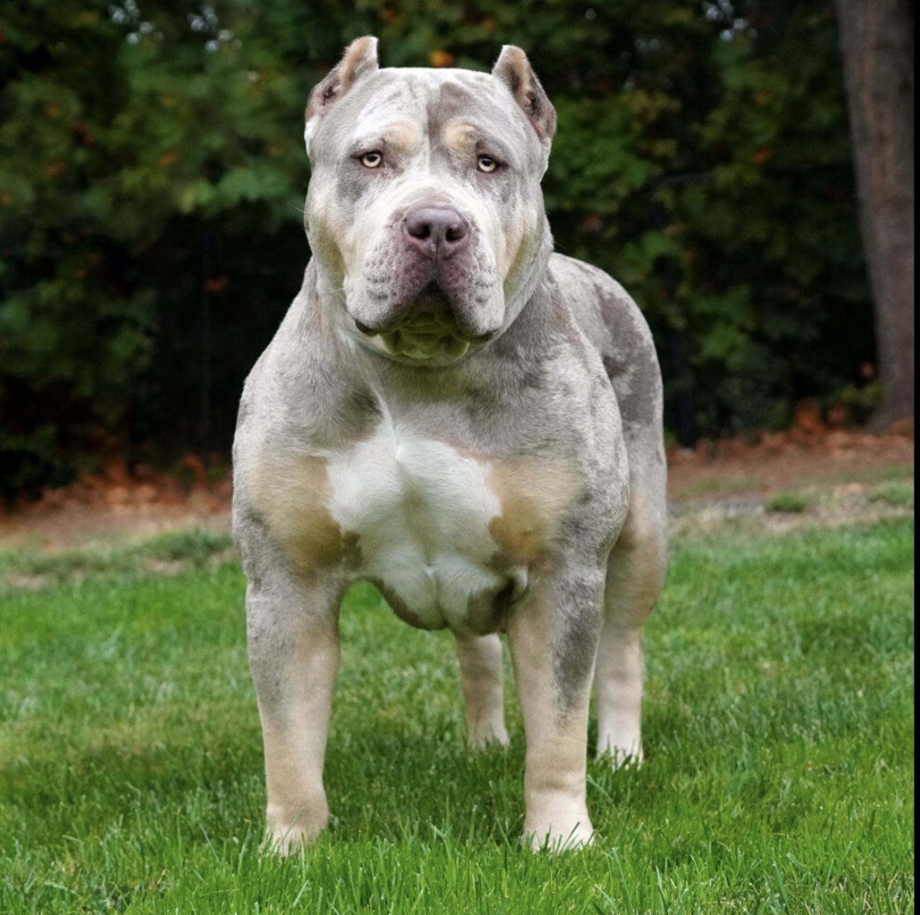 Dog Featured Image