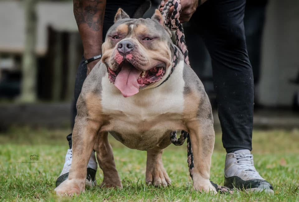 Dog Featured Image