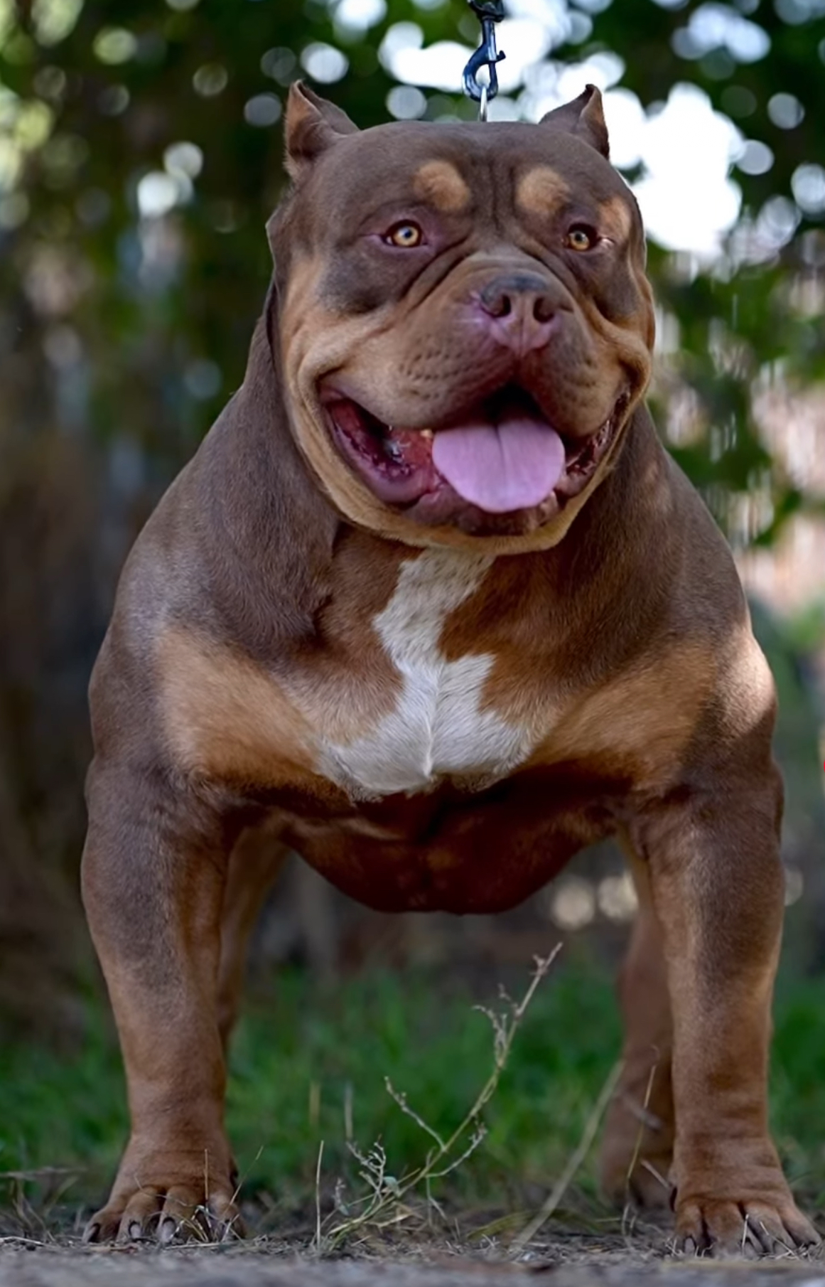 Dog Featured Image