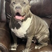 B&H Bullies Dolly