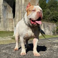 CRRO BULLY’S WHITE