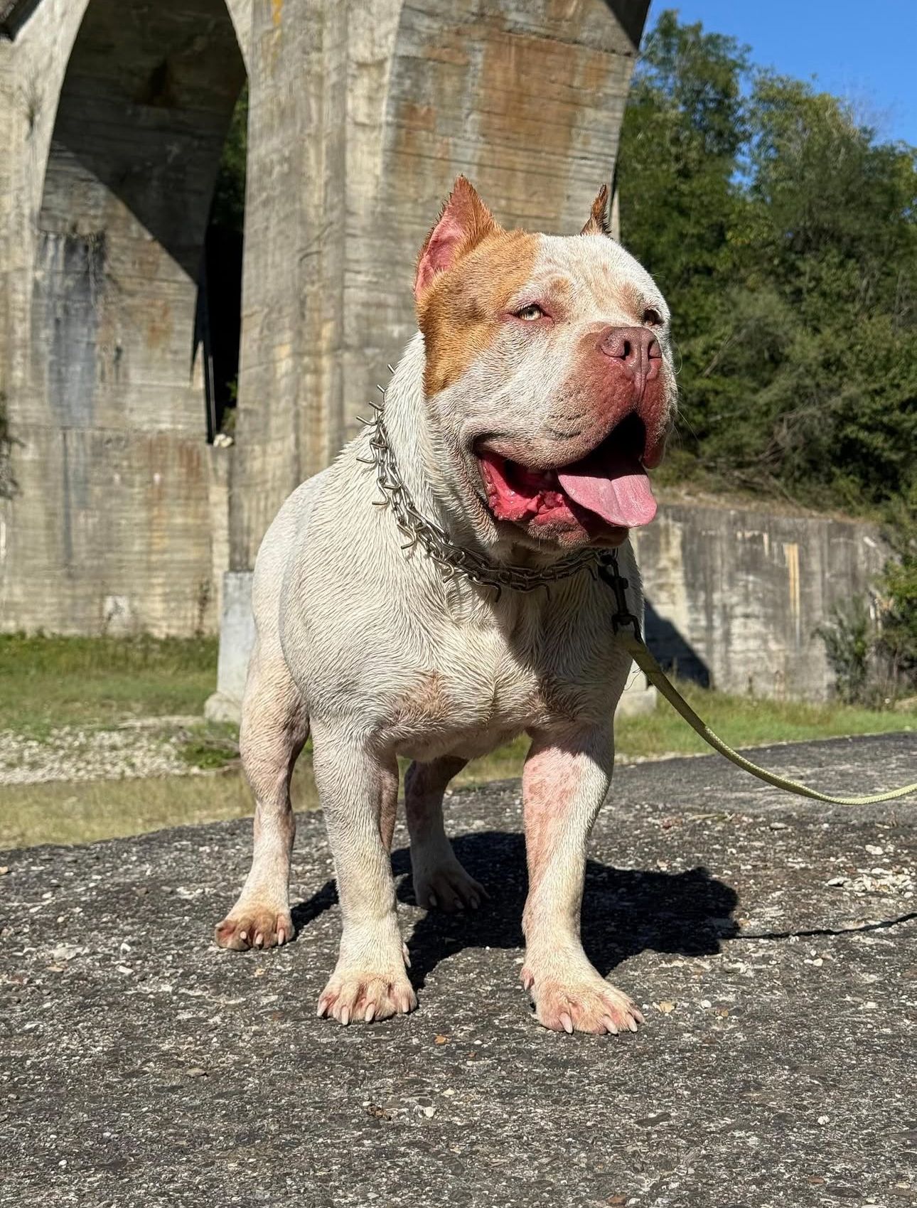 Dog Featured Image