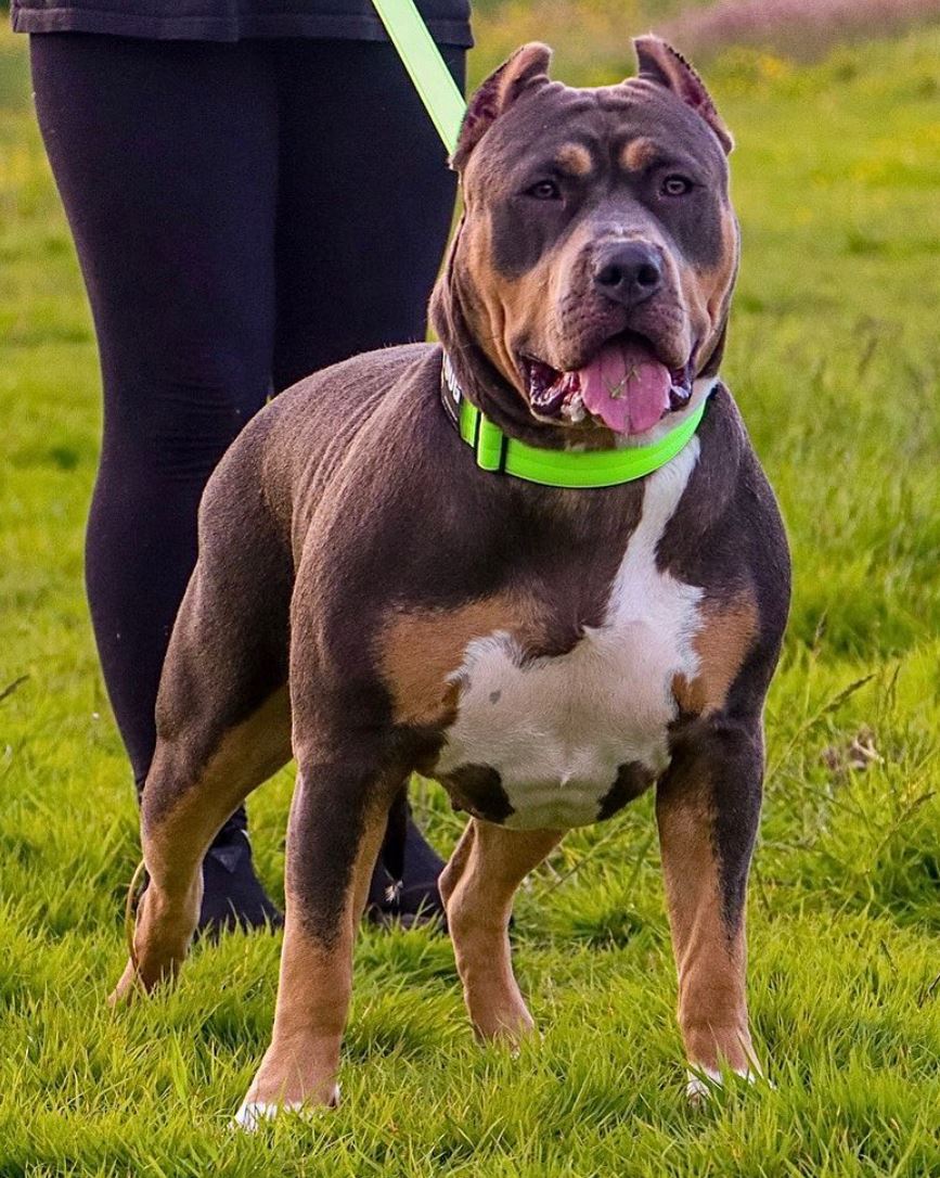 Dog Featured Image
